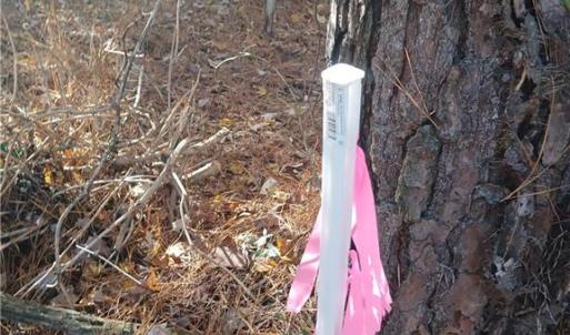 Marker is to the left of  wooded land