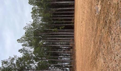 Photo #10 of 5 ac Ivor Road, Ivor, Virginia 5.0 acres