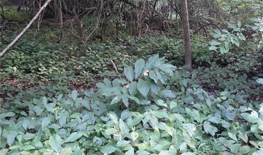 Photo #1 of 200 Campbell Lane, Newport News, Virginia 1.8 acres