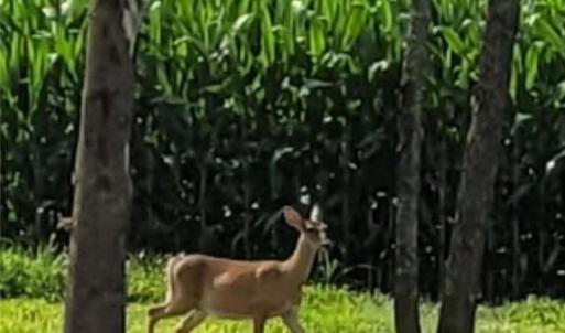 Photo #18 of 9378 Robins Neck Road, Gloucester, Virginia 9.8 acres