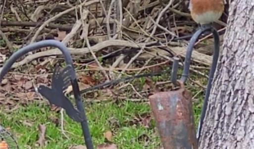 Photo #19 of 9378 Robins Neck Road, Gloucester, Virginia 9.8 acres