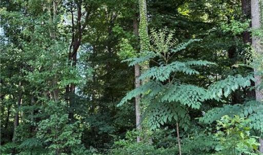 Photo #4 of 1117 Jackson Street, Virginia Beach, Virginia 1.1 acres