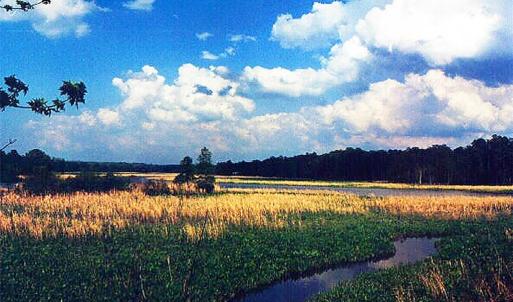 Looking Southwest from one possible homesite at 127 Constance Ave