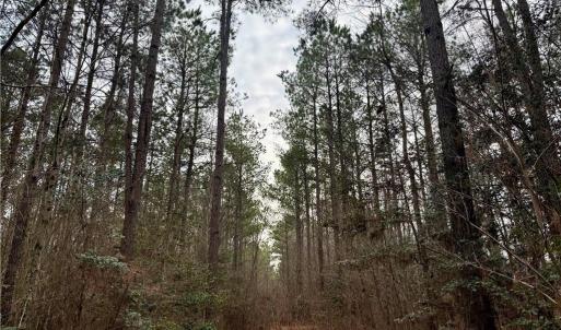 Photo #18 of 108 AC New & Seacock Chapel Road, Ivor, Virginia 108.3 acres