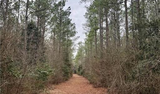 Photo #23 of 108 AC New & Seacock Chapel Road, Ivor, Virginia 108.3 acres