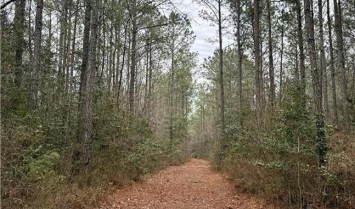 Photo #24 of 108 AC New & Seacock Chapel Road, Ivor, Virginia 108.3 acres