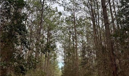 Photo #25 of 108 AC New & Seacock Chapel Road, Ivor, Virginia 108.3 acres