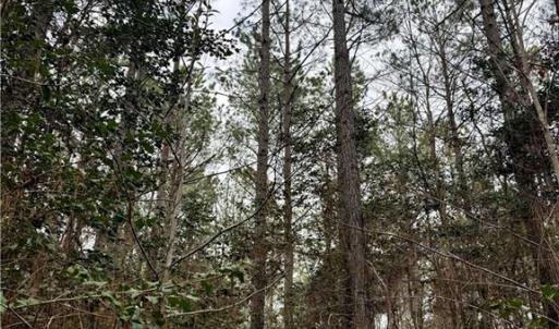 Photo #26 of 108 AC New & Seacock Chapel Road, Ivor, Virginia 108.3 acres