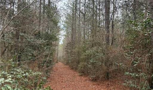 Photo #31 of 108 AC New & Seacock Chapel Road, Ivor, Virginia 108.3 acres