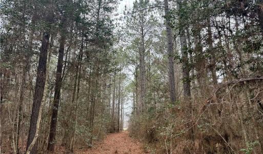Photo #17 of 108 AC New & Seacock Chapel Road, Ivor, Virginia 108.3 acres