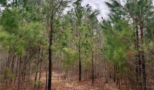 Photo #19 of 108 AC New & Seacock Chapel Road, Ivor, Virginia 108.3 acres