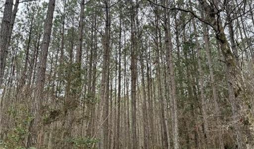 Photo #21 of 108 AC New & Seacock Chapel Road, Ivor, Virginia 108.3 acres