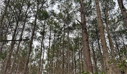 Mature Timber