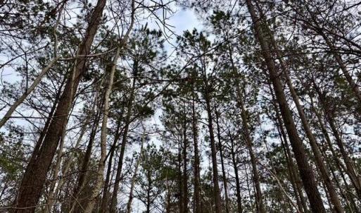 Mature Timber