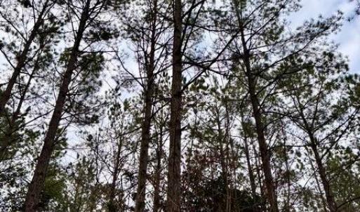 Mature Timber