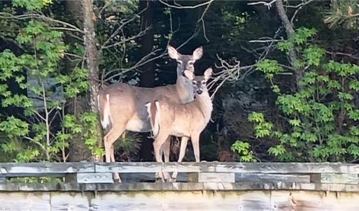 Photo #21 of LOT 53 HERON POINTE Drive, Cape Charles, Virginia 0.3 acres