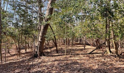 Wooded peninsula extends to creek