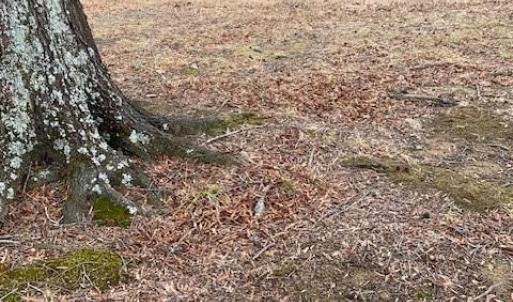 Photo #3 of 1.32ac River Rd and Farm Road, South Boston, Virginia 1.3 acres