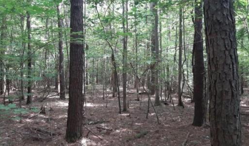 Photo #3 of 6636 Blackwater Road, Virginia Beach, Virginia 4.3 acres