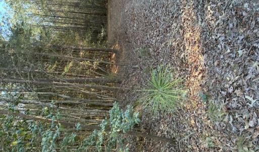 Photo #3 of Horse Run Road, Gloucester, Virginia 5.0 acres