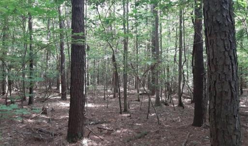 Photo #3 of 6664 Blackwater Road, Virginia Beach, Virginia 9.7 acres