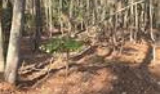 Photo #1 of 18+AC Pepper Creek Road, Susan, Virginia 18.2 acres