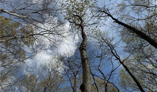 Photo #19 of 4.51AC Hog Island Road, Surry, Virginia 4.5 acres