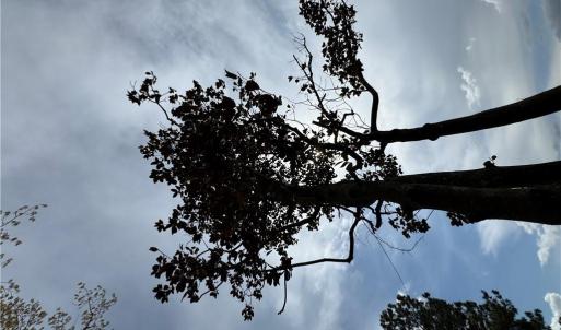 Photo #3 of 4.51AC Hog Island Road, Surry, Virginia 4.5 acres