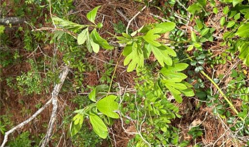 Photo #38 of 4.51AC Hog Island Road, Surry, Virginia 4.5 acres