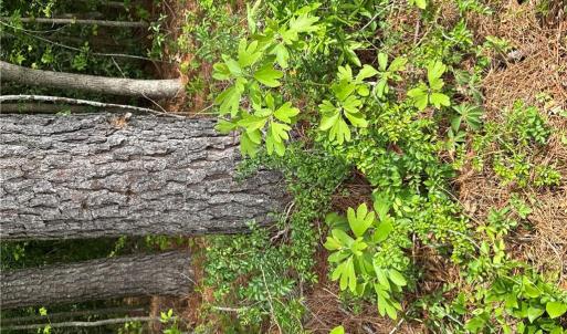 Photo #39 of 4.51AC Hog Island Road, Surry, Virginia 4.5 acres