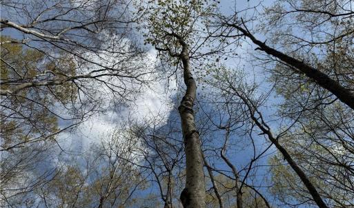 Photo #19 of 4.51AC Hog Island Road, Surry, Virginia 4.5 acres