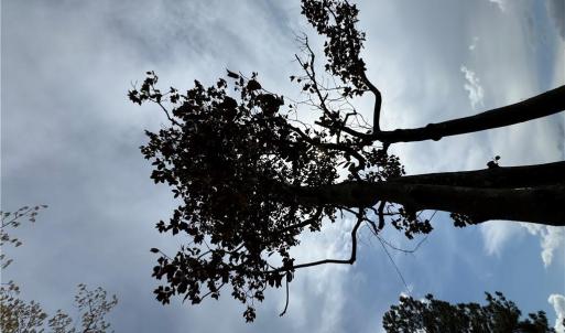 Photo #3 of 4.51AC Hog Island Road, Surry, Virginia 4.5 acres