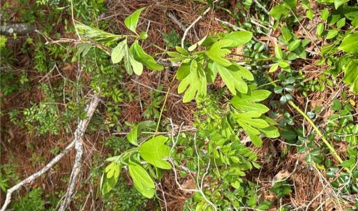 Photo #38 of 4.51AC Hog Island Road, Surry, Virginia 4.5 acres