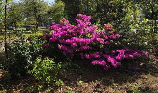 Mature shrubs