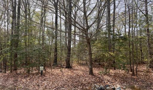 Wooded Lot