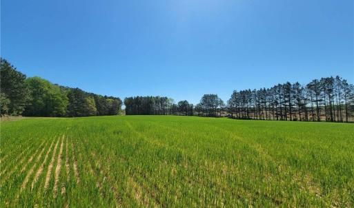 Photo #7 of 209 AC Five Forks Road, Freeman, Virginia 209.6 acres