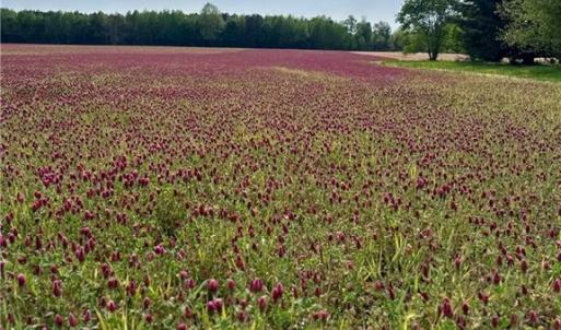 Photo #3 of 21AC Murphy Mill Road, Windsor, Virginia 21.7 acres
