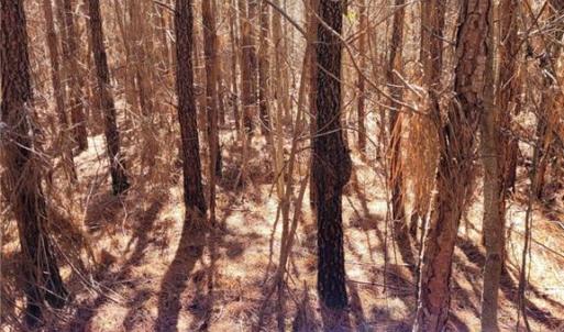 Winter view of trees