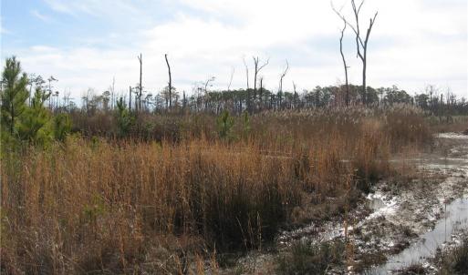 Photo #17 of 4161 Caratoke Highway, Barco, North Carolina 92.4 acres
