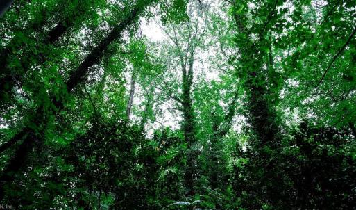 Photo #13 of 1350 Moyer Road, Newport News, Virginia 3.4 acres