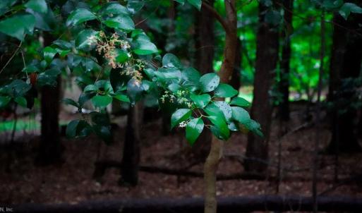 Photo #14 of 1350 Moyer Road, Newport News, Virginia 3.4 acres