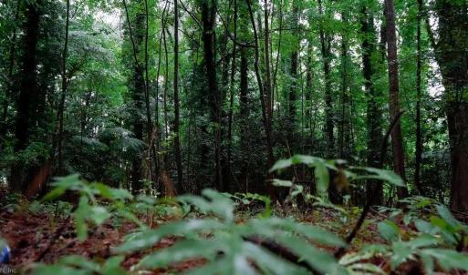 Photo #21 of 1350 Moyer Road, Newport News, Virginia 3.4 acres
