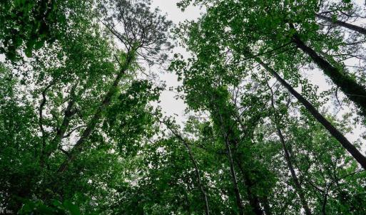 Photo #8 of 1350 Moyer Road, Newport News, Virginia 3.4 acres