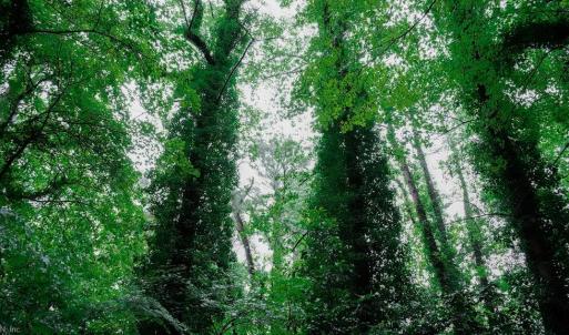 Photo #10 of 1350 Moyer Road, Newport News, Virginia 3.4 acres