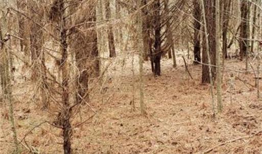 Photo #4 of 949 Cherry Grove Road, Suffolk, Virginia 3.0 acres