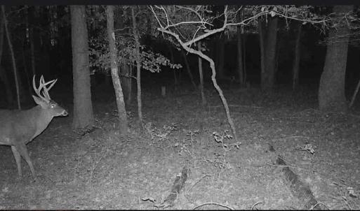 Photo #11 of 10+AC Groton Tract A Woods, Onancock, Virginia 11.8 acres
