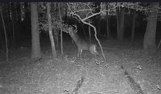 Photo #12 of 10+AC Groton Tract A Woods, Onancock, Virginia 11.8 acres