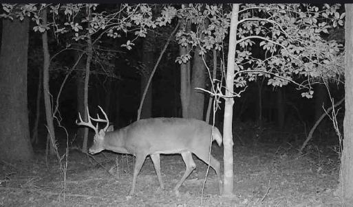 Photo #13 of 10+AC Groton Tract A Woods, Onancock, Virginia 11.8 acres