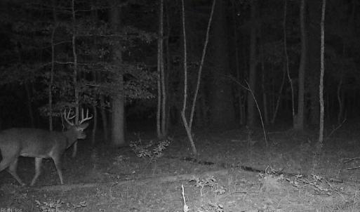Photo #14 of 10+AC Groton Tract A Woods, Onancock, Virginia 11.8 acres