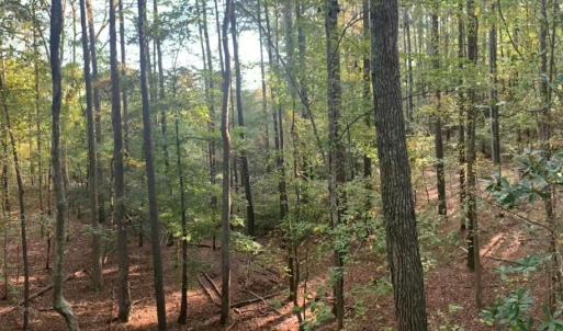 Photo #4 of 10+AC Groton Tract A Woods, Onancock, Virginia 11.8 acres